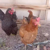 مرغ خانگی تخم گذار