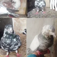 کبوتر