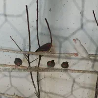 فنچ نر معاوضه با فنچ ماده