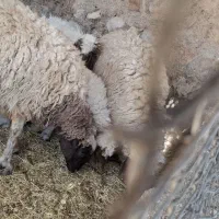 بره