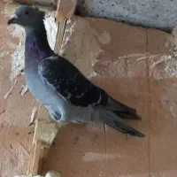 گرفتنی پرشی ۲تا