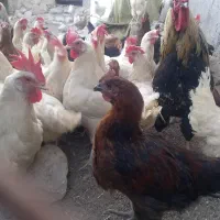 مرغ و خروس جهت خون کردن