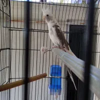 عروس هلندی نر کار داده