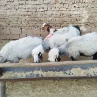 حیوانات مزرعه