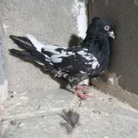 کفترتهرانی