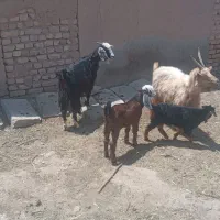 بز با بزغاله نر