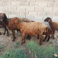 س یک عددبره دار جوان افشاری فقط ۲۵میلیون فروش فوری