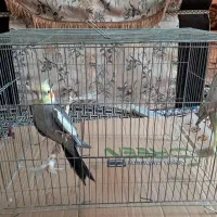 قفس پرنده