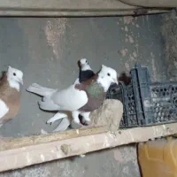 طوقی‌جوانه پرشی وجفگاه
