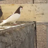 چپ سرخ
