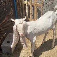 بز گلابی اصلی