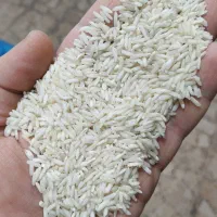 برنج هاشمی دودی