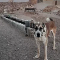 سگ نگهبان