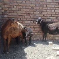 میش بره