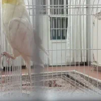 پرنده|پرنده|کرج, حصارک پایین|دیوار