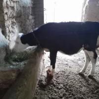 1یک راس ماده گوساله