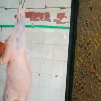 قصاب گوسفند