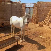 اسب|اسب و تجهیزات اسب‌سواری|اسفراین, |دیوار