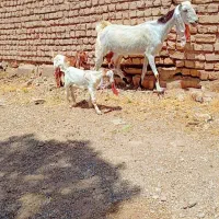 5عدد بز درج یک