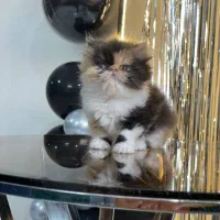 گربه پرشین اگزوتیک لانگ هیرماده صدرا فاز یک