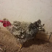 خروس فری گردن لخت