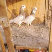 کبوتر طوقی یجایی