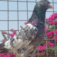 کبوتر کمانگر و چپرا