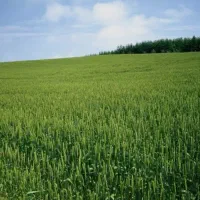 فروش-زمین-کشاورزی