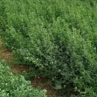 یونجه|خدمات باغبانی و درختکاری|قیدار, |دیوار