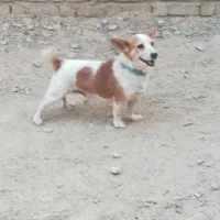 سگ پاکوتاه