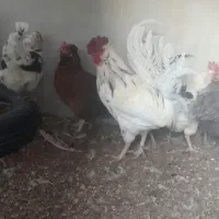 خروس