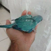 جوجه راهب