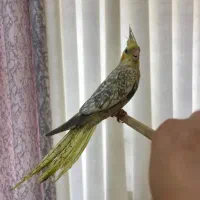 عروس هلندی جوجه