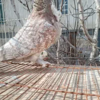 کبوتر بلاندنیت/ساتن/طاوسی/زینتی /تزئینی