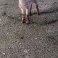 بزغاله ماده