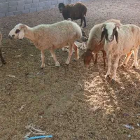 ۱۰عددمیش چاق سرحال قیمت هرکیلویی ۵۲۰