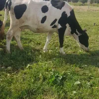 گاو هولشتاین آبستن ۷ ماه