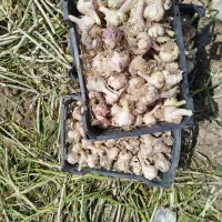 سیر بذری ترشی درجه یک