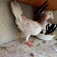 کفتر ارزون ماده سار آلمانی رنگه جفتگاه سرور دمسفید