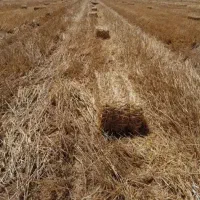 پرس گندم تمیز