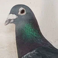 پرنده|پرنده|خان ببین, |دیوار