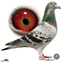 پرنده پلاکی استعلام مسافتی