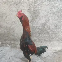 خروس لاری زیر سه فروشی
