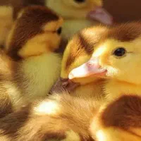 جوجه غاز و اردک اسرائیلی جوجه مرغ