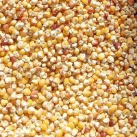 ذرت|خوردنی و آشامیدنی|ایوان, |دیوار