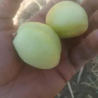 فروش زردآلو درجه یک به صورت یکجا