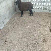 2 راس بره افشاری تمیز سالم