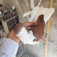 کفتر چپ سرخ نر درشت