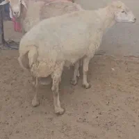 گوسفند