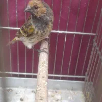 سهره گلسر و شیدا جوجه سال